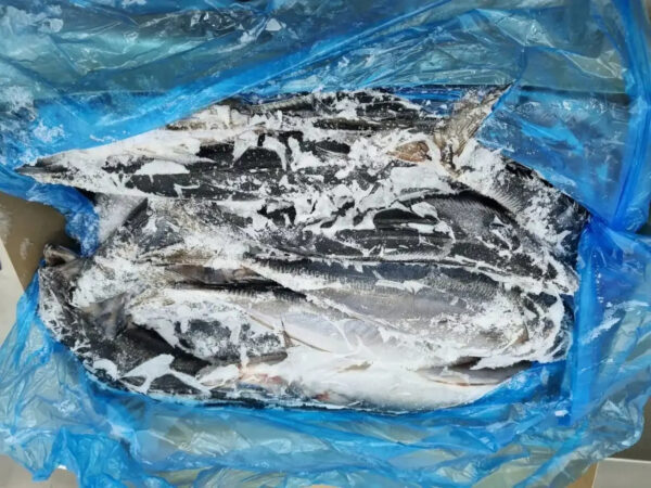 Frozen Horse Mackerel for Sale Top-Grade Frozen Fish Ideal for Grilling Frying and Stews Bulk Orders Available - Image 5