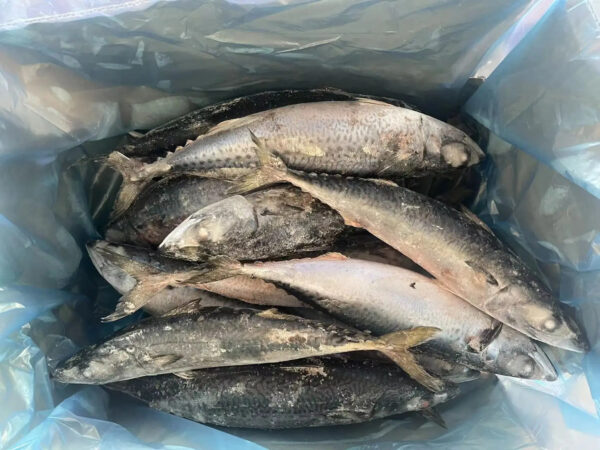 Export 10-15pcs/ctn 500g+ Frozen Fish BQF Whole Round Frozen Pacifated Mackerel Fish Pacific Mackerel - Image 6