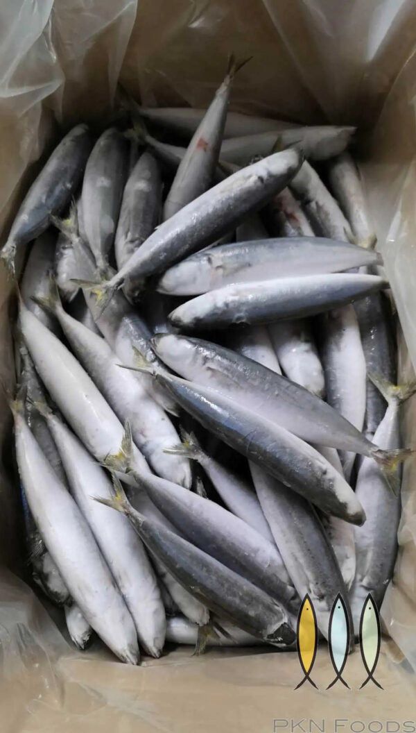 Frozen Mackerel Layang Scad Fish High Quality Cheap Price - Image 6