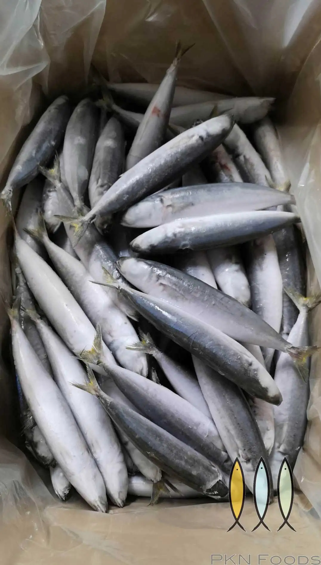 Frozen Mackerel Layang Scad Fish High Quality Cheap Price - Image 6