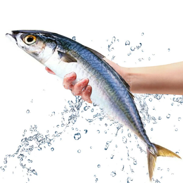 Iqf Frozen Pacific Mackerel Fish Frozen Pacific Mackerel Scomber Sea Frozen Pacific Mackerel - Image 3
