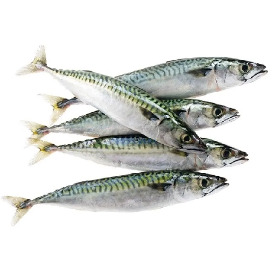 Land Frozen Mackerel Fish Sea Frozen Pacific Mackerel Fish Prices Whole Round - Image 6