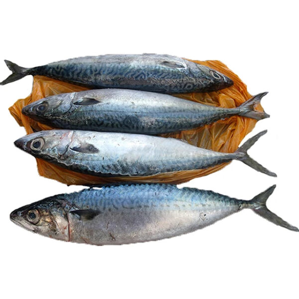 Big Original Mackerel Fish in Thailand Frozen_Mackerel_Prices - Image 6