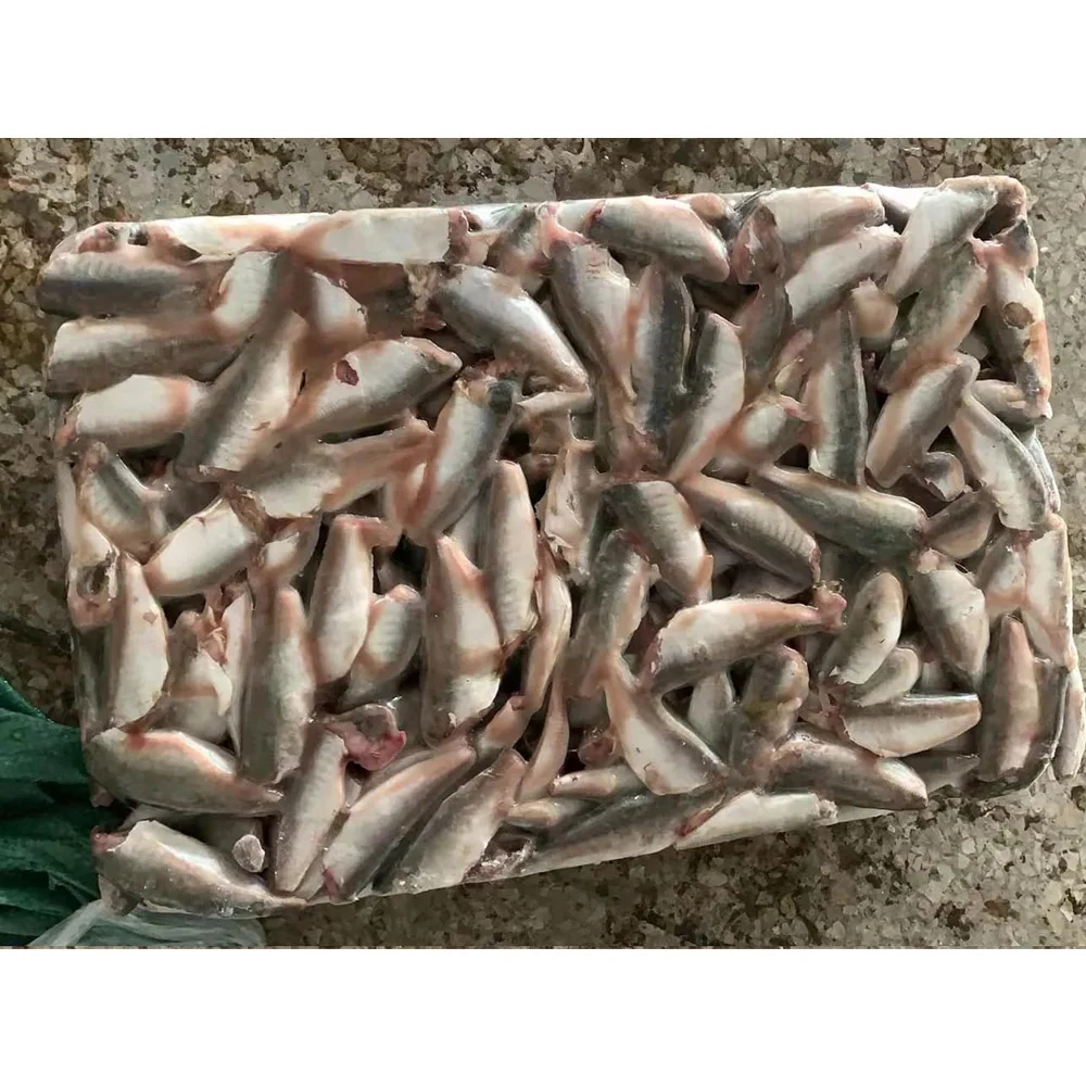 Frozen Round Scad Hgt Round Scad Mackerel Fish Mackerel Scad Fish - Image 6