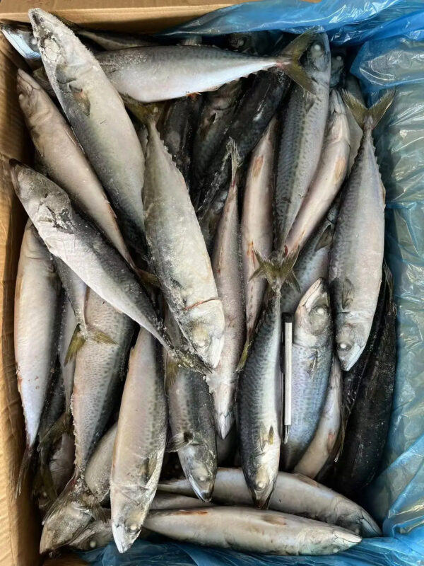 Top Quality Chinese Fresh Frozen Pacific Mackerel Fish - Image 6