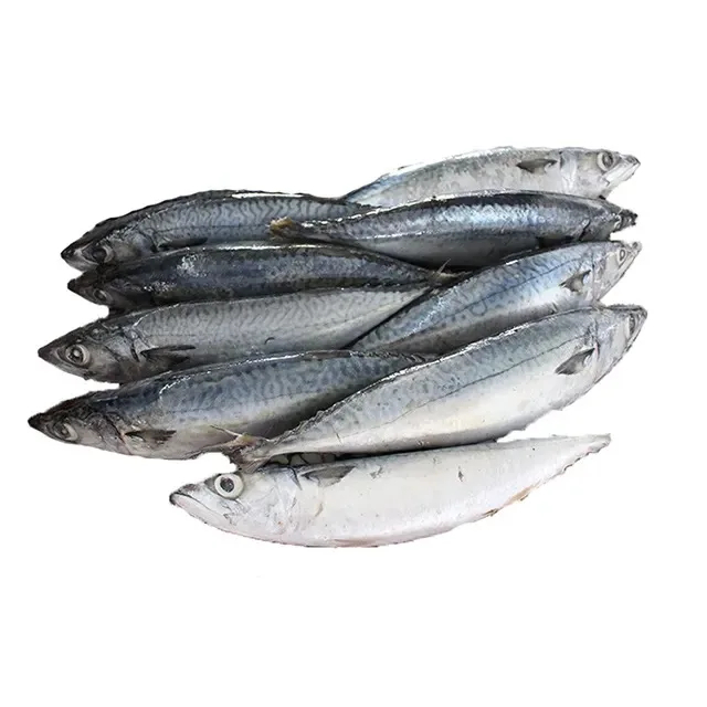 Hot Selling Price Fresh Frozen Mackerel Fish Seafood Fish in Bulk - Image 5