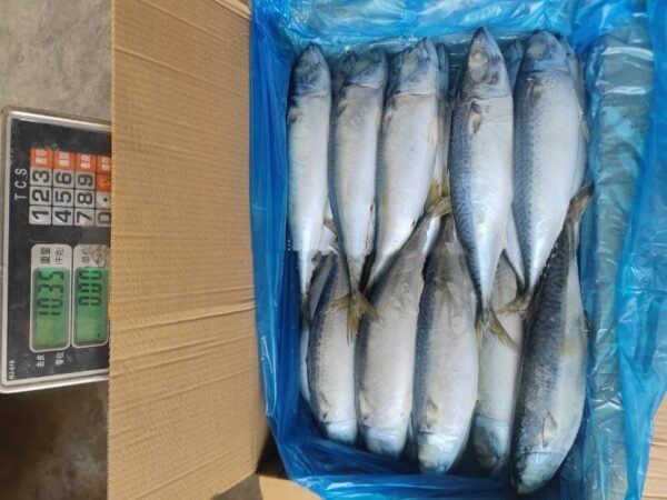Chinese Factory Ship Frozen Mackerel Whole - Image 6