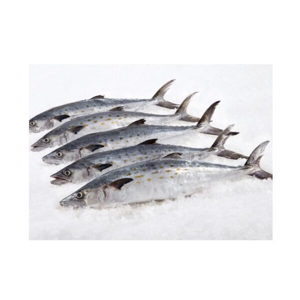 100-200g Mackerel Frozen Fish Pacific Mackerel Tuna - Image 6