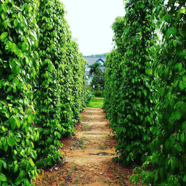 Supplier High Quality Black Pepper From Vietnam Black Pepper 500 Gl MC - Image 6