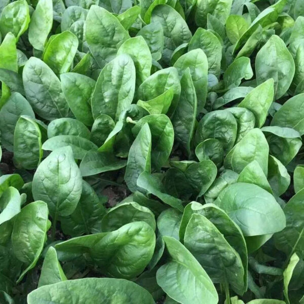 Pure Natural High Quantity Fresh Spinach Cheap Price Green Spinach Sweet Spinach in Kenya - Image 6