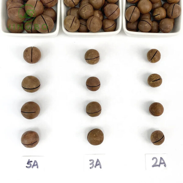 Wholesale High Quality Chinese Nuts Cream Flavor Roasted Dried Macadamia Nuts for Snack Food - Image 5