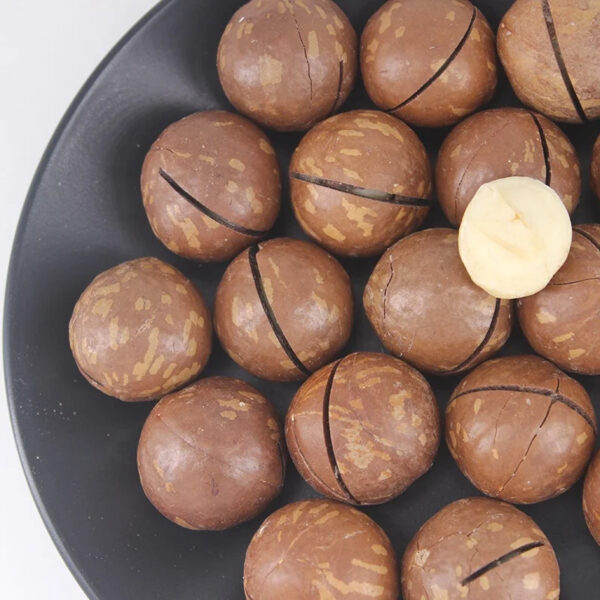 Hot Selling Good Quality Macadamia Nut for Sale - Image 6
