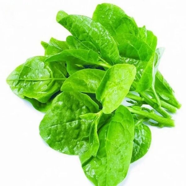 Malabar Spinach Vegetables (Global GAP) - Image 6
