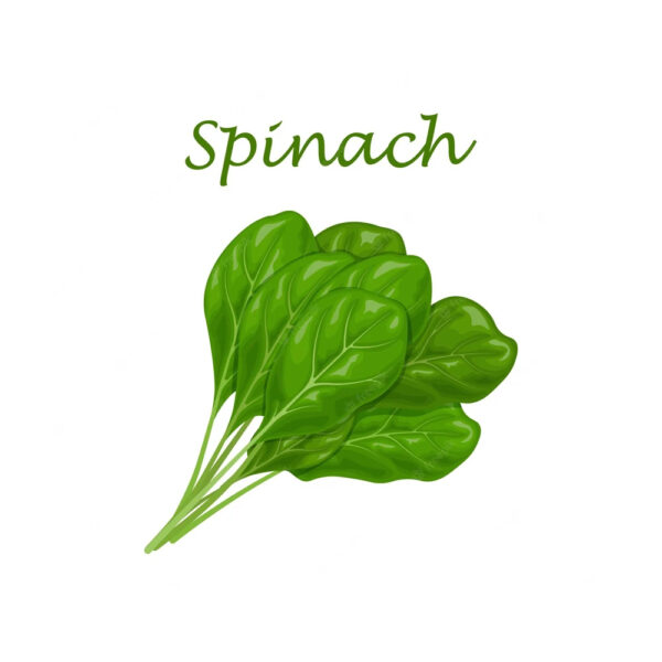 Fresh Malabar Spinach  Fresh Vegetable From SA Fast Delivery and Carefully Pure Natural Organic Spinach - Image 6