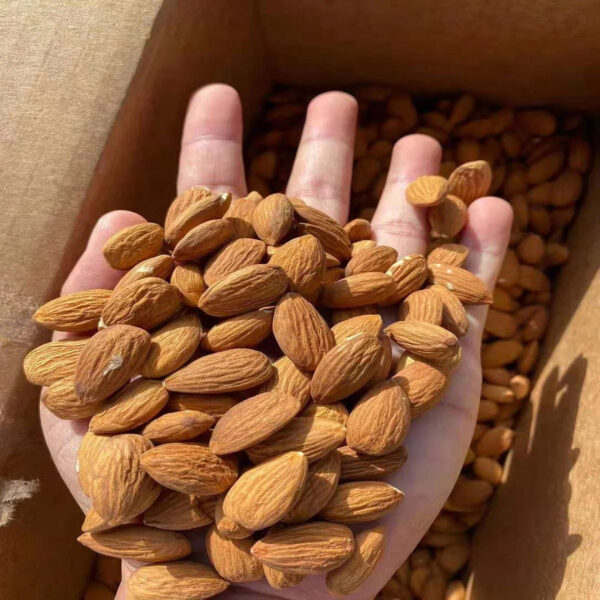 Top Quality Different Size Almonds Wholesale Raw Dry Fruits Almond Nuts in Bulk California Almond - Image 6