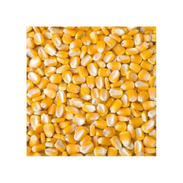 Pure Organic Clean Dried Yellow Corn Dried Yellow Maize Bulk dried white corn and yellow corn Available - Image 6
