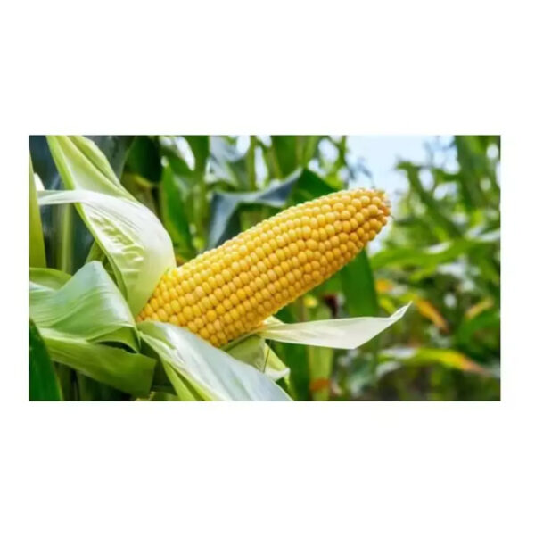 Top Quality High Protein Sweet Yellow Corn for Sale - Image 6
