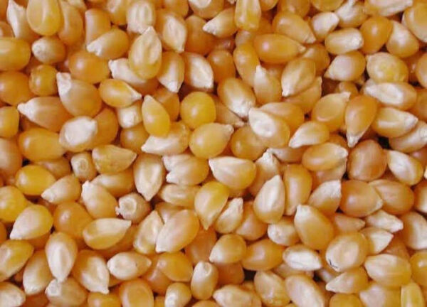 New Wholesale Crop Yellow Corn Corn Is Also Rich in Vitamin C an Antioxidant That Helps Protect Your Cells OEM Service - Image 6