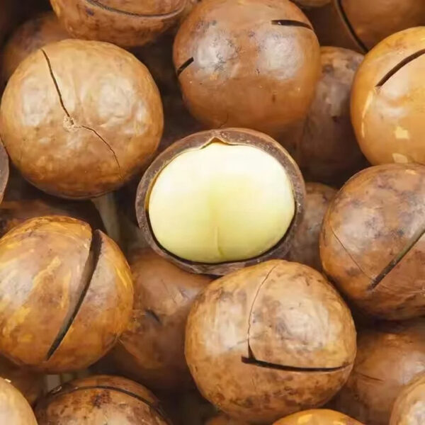 High Quality Macadamia Nuts Sweet Milky Flavor Nut Dried Fruit Wholesale Supply