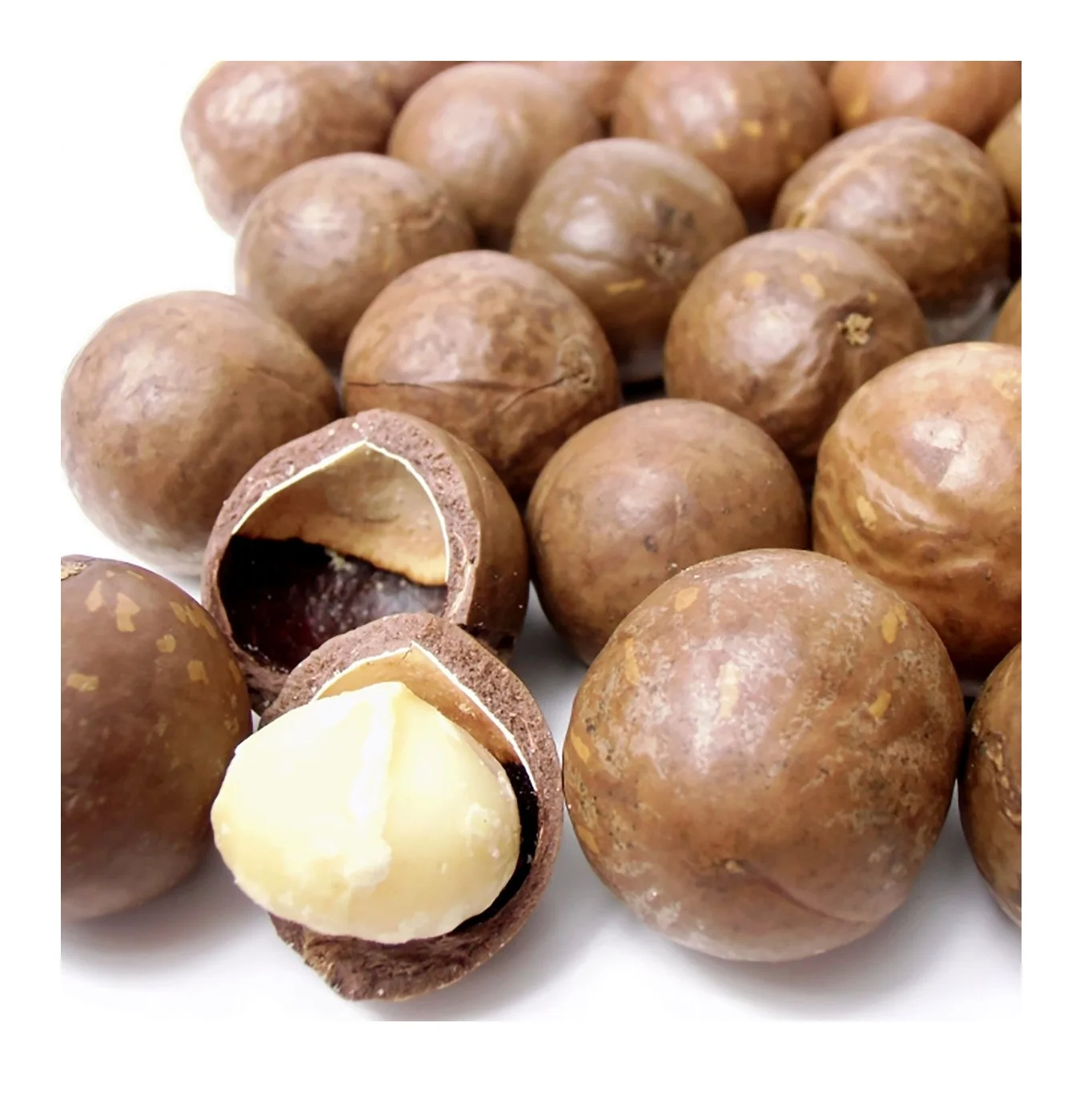 Raw Organic Brazilian Macadamia Nuts with Shell and Without Shell.