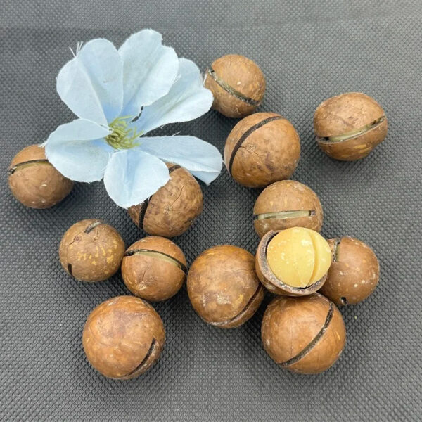Wholesale High Quality Sweet Dried Fruit Milky Vanilla Flavored Dried Macadamia Nuts