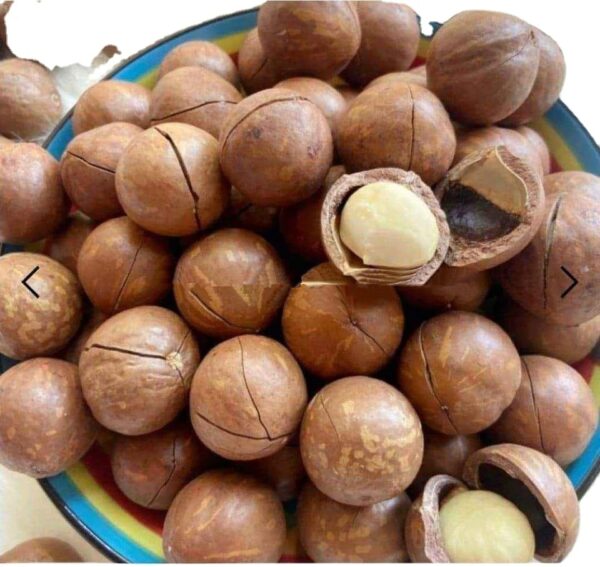 Rich Nutrition Delicious Wholesale Prices of Macadamia Nuts for Sale Macadamia Nuts on Shell and off Shell