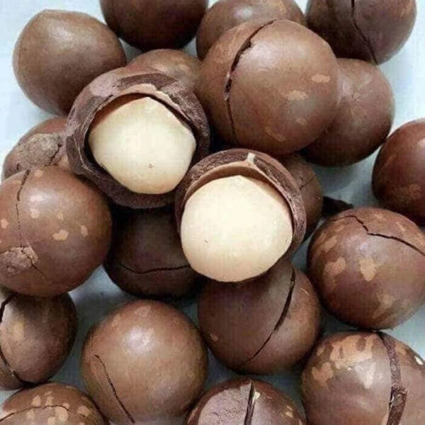 Cheap and Competitive Price Macadamia Nuts in Shell Kernels/Organic Macadamia - Image 2