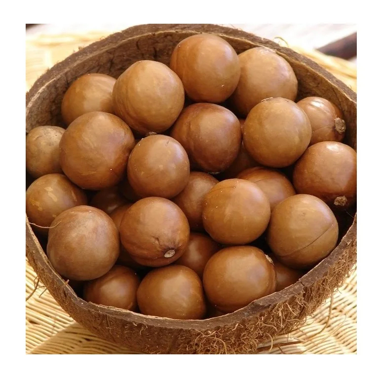Raw Organic Brazilian Macadamia Nuts with Shell and Without Shell. - Image 2