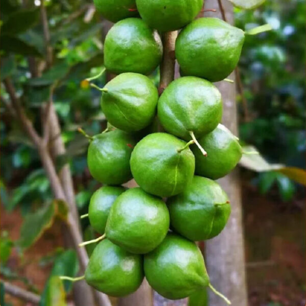 Wholesale High Quality Sweet Dried Fruit Milky Vanilla Flavored Dried Macadamia Nuts - Image 2
