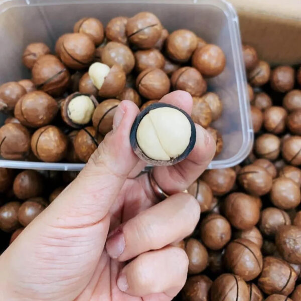 2025 Premium Macadamia Nuts Nutritious Raw Food Low Price High Quality - Image 2