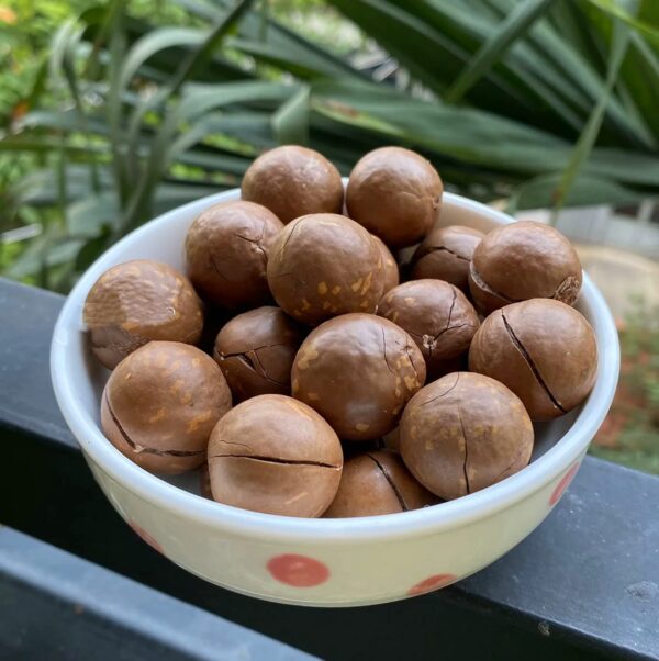 High Quality 100% Pure Non-GMO Macadamia Nut Cracker Best Price Bulk Supply From Vietnam Factory Also Specializing Cashew Nuts - Image 2