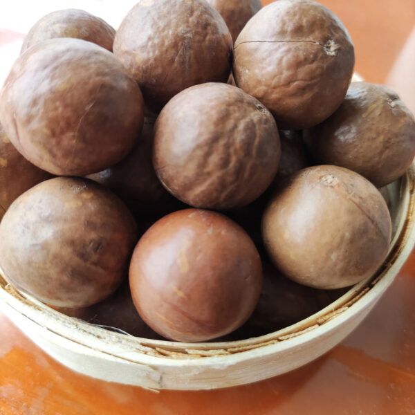 Whole Raw Macadamia with Shell Uncracked - Image 2