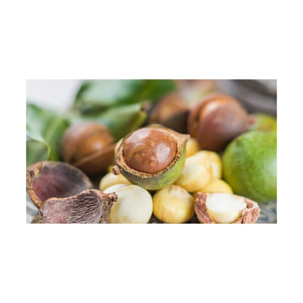 Bulk High Quality Macadamia/ Macadamia Nuts/roasted Macadamia - Image 2