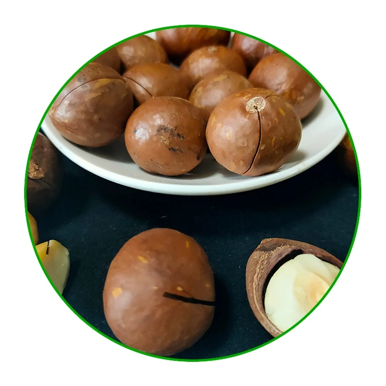 Organic Roasted Macadamia Nuts Raw Dried Snacks for Food Use - Image 2
