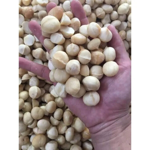 Cheap and Competitive Price Macadamia Nuts in Shell Kernels/Organic Macadamia - Image 3