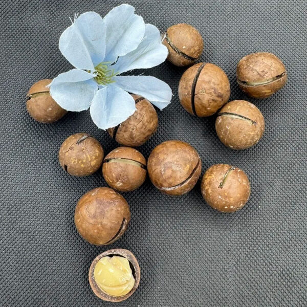 Wholesale High Quality Sweet Dried Fruit Milky Vanilla Flavored Dried Macadamia Nuts - Image 3