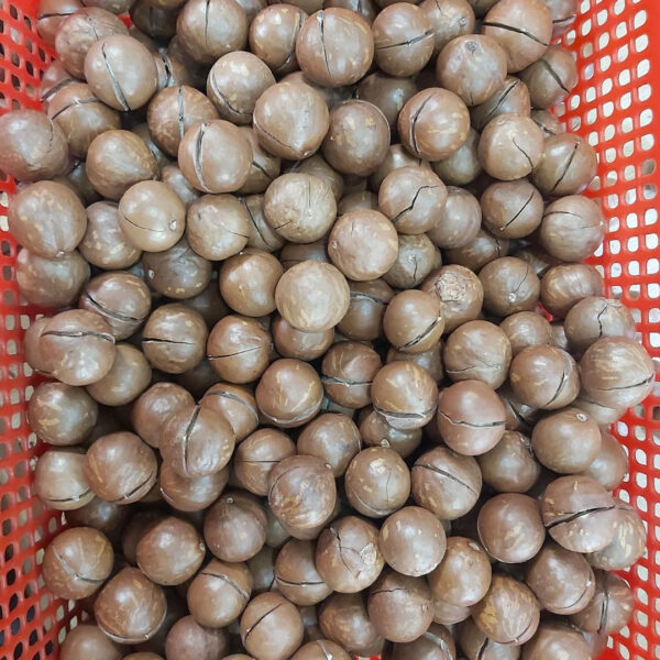 2025 Premium Macadamia Nuts Nutritious Raw Food Low Price High Quality - Image 3