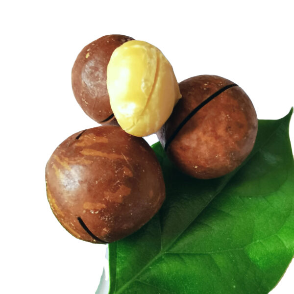 High Quality Green and Healthy Macca Macadamia Nut Cracking Delicious Honey Roasted Macadamia Nuts - Image 3
