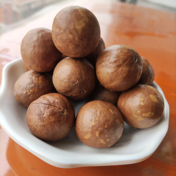 Whole Raw Macadamia with Shell Uncracked - Image 3