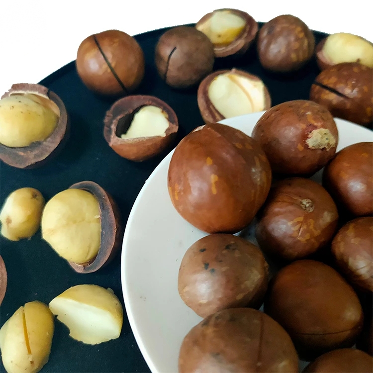 Organic Roasted Macadamia Nuts Raw Dried Snacks for Food Use - Image 3