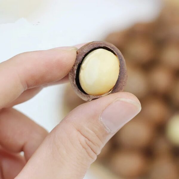 Wholesale Prices 22mm+ Macadamia Nuts Roasted and Dried Snack Food High Quality with Competitive Price. - Image 5