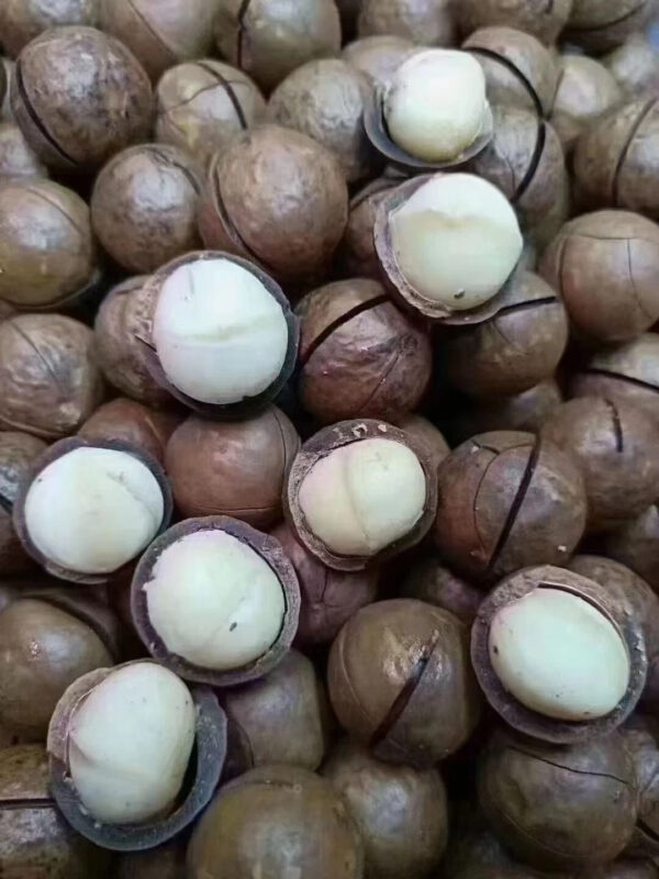 Macadamia Nut Snack for a Healthy and Delicious Treat - Image 3