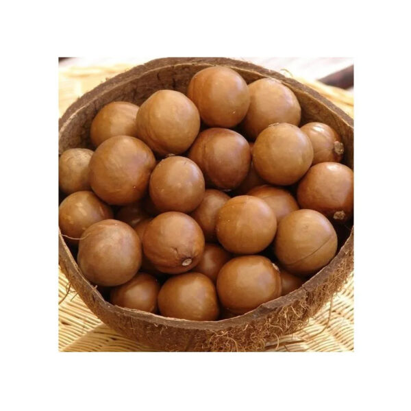 Best Quality Organic Macadamia Nuts in Shell Roasted and Raw Dried for Food Use - Image 4