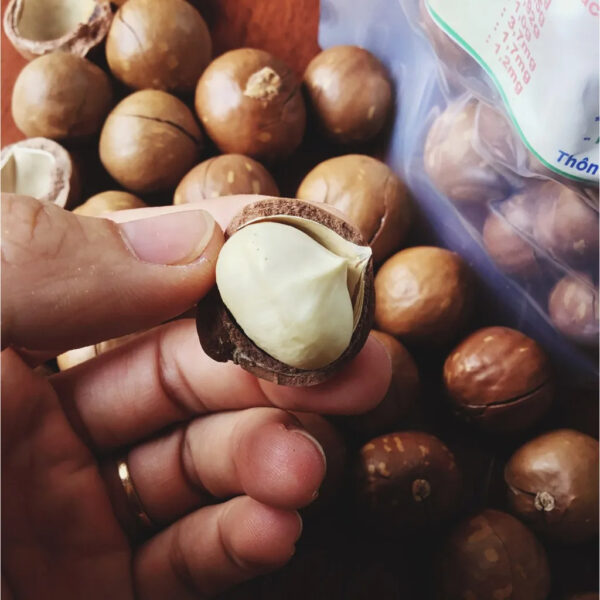 Cheap and Competitive Price Macadamia Nuts in Shell Kernels/Organic Macadamia - Image 4