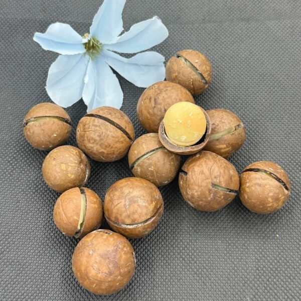 Wholesale High Quality Sweet Dried Fruit Milky Vanilla Flavored Dried Macadamia Nuts - Image 4
