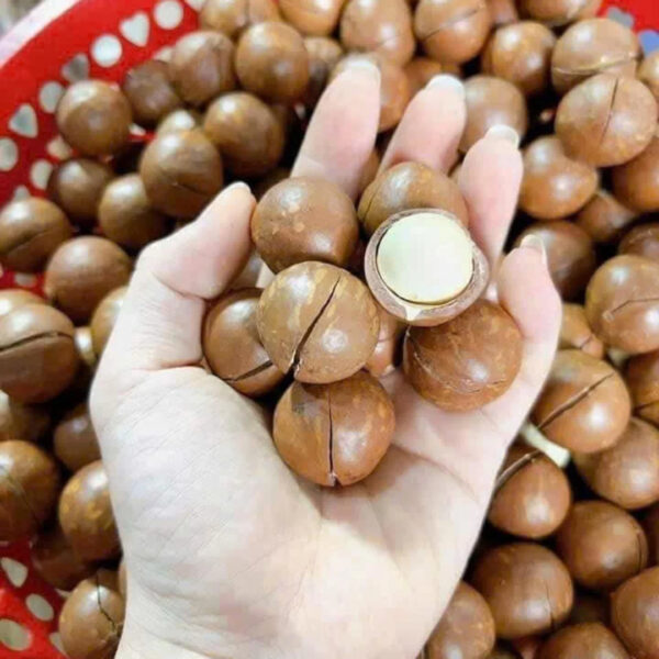 2025 Premium Macadamia Nuts Nutritious Raw Food Low Price High Quality - Image 4