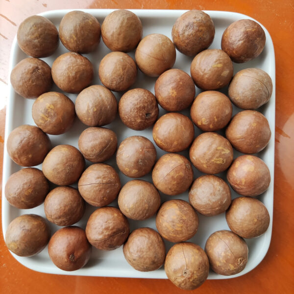 Whole Raw Macadamia with Shell Uncracked - Image 4