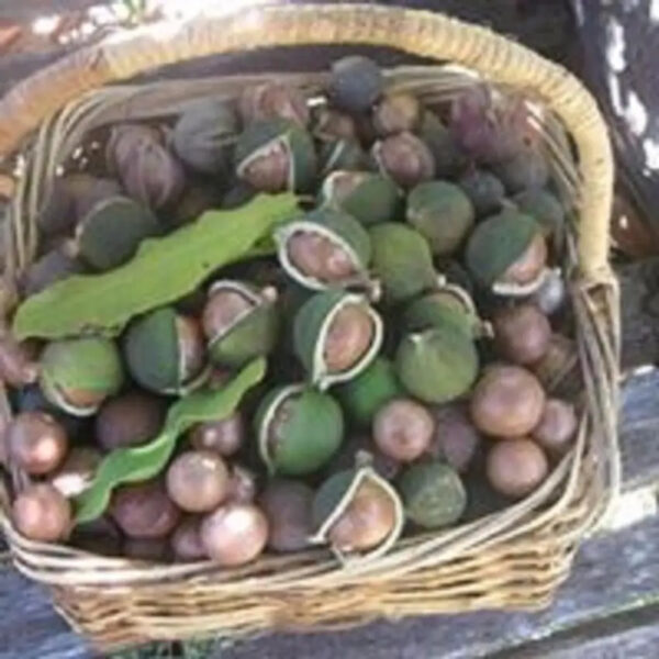 Good Supplier Macadamia Nuts - Image 3