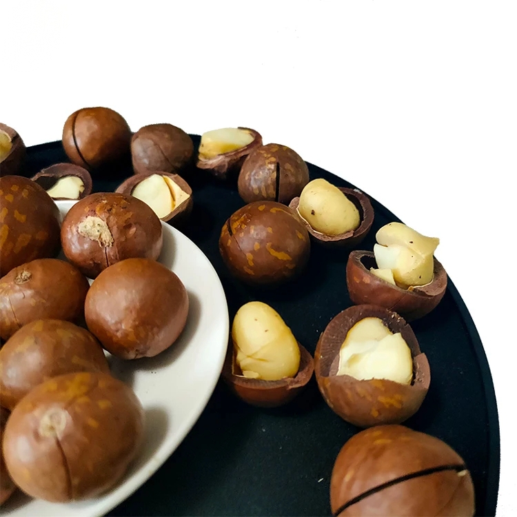 Organic Roasted Macadamia Nuts Raw Dried Snacks for Food Use - Image 4