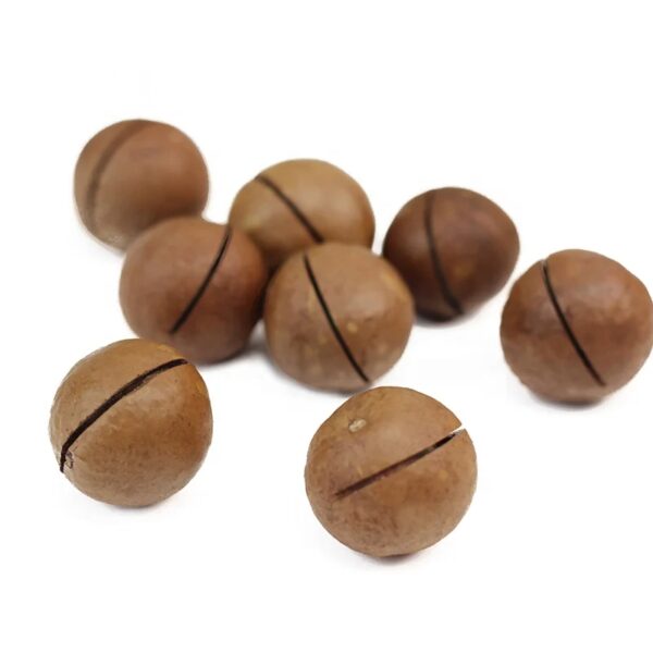 Wholesale Prices 22mm+ Macadamia Nuts Roasted and Dried Snack Food High Quality with Competitive Price. - Image 4